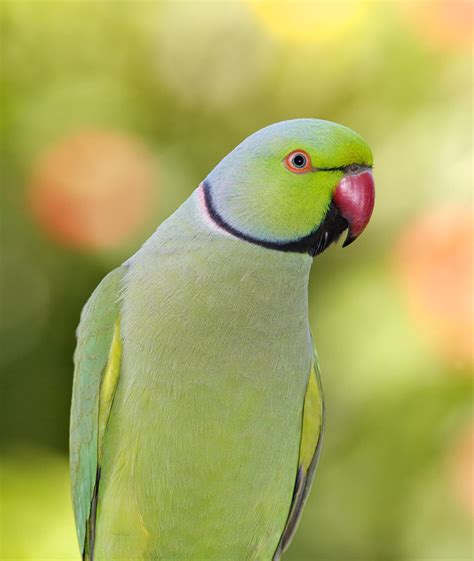 papagaio ring neck-4